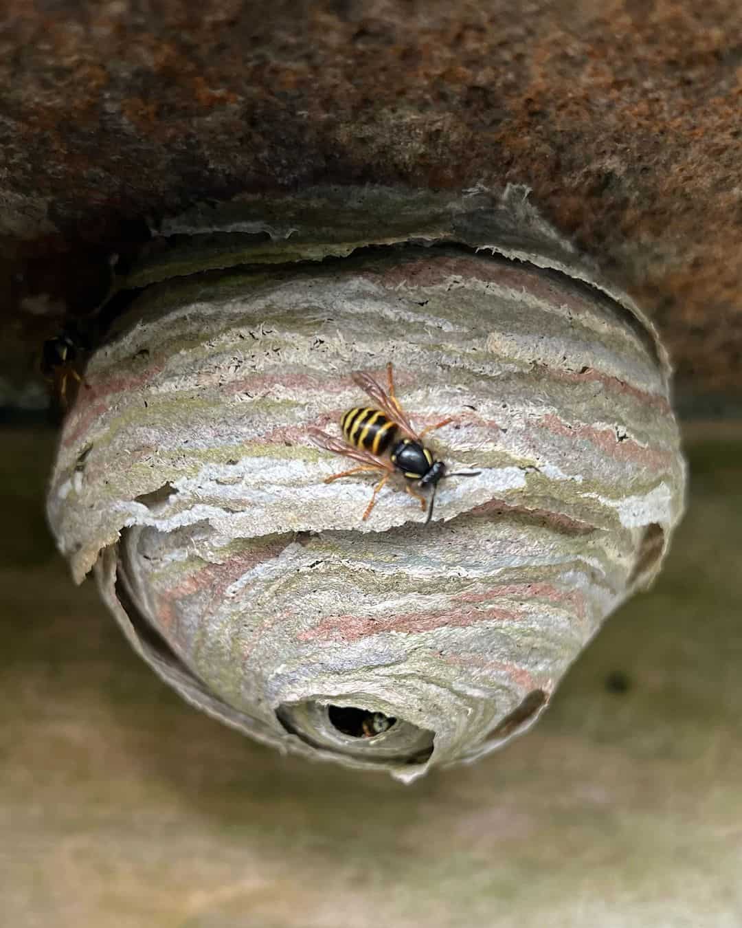 What Colors Are Wasps Attracted To?1