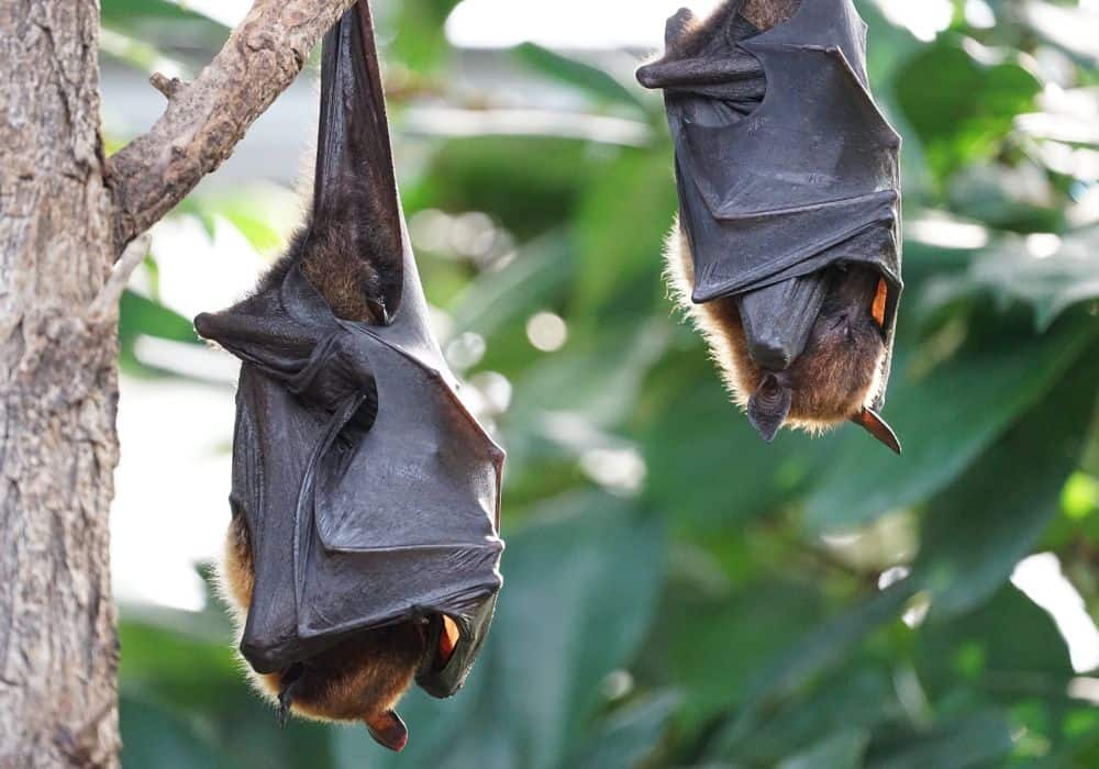 What Do Bats Do in a Day?1