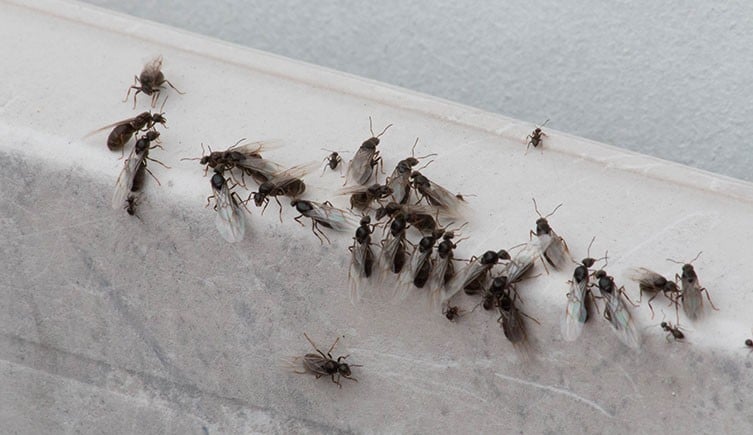 What Should You Do If You See Flying Ants in Your Home1