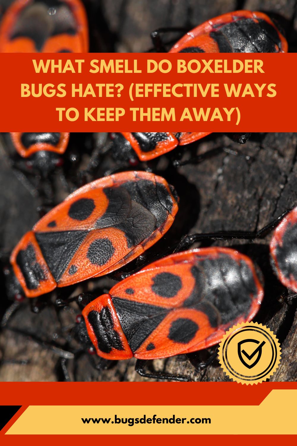 What Smell Do Boxelder Bugs Hate pin2