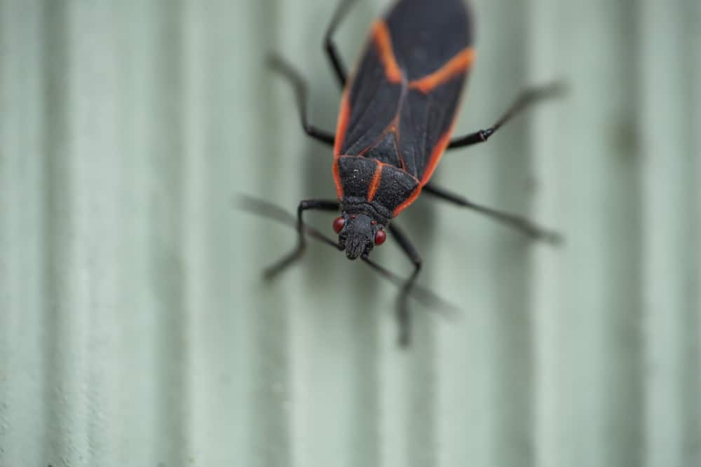 What Smell Do Boxelder Bugs Hate