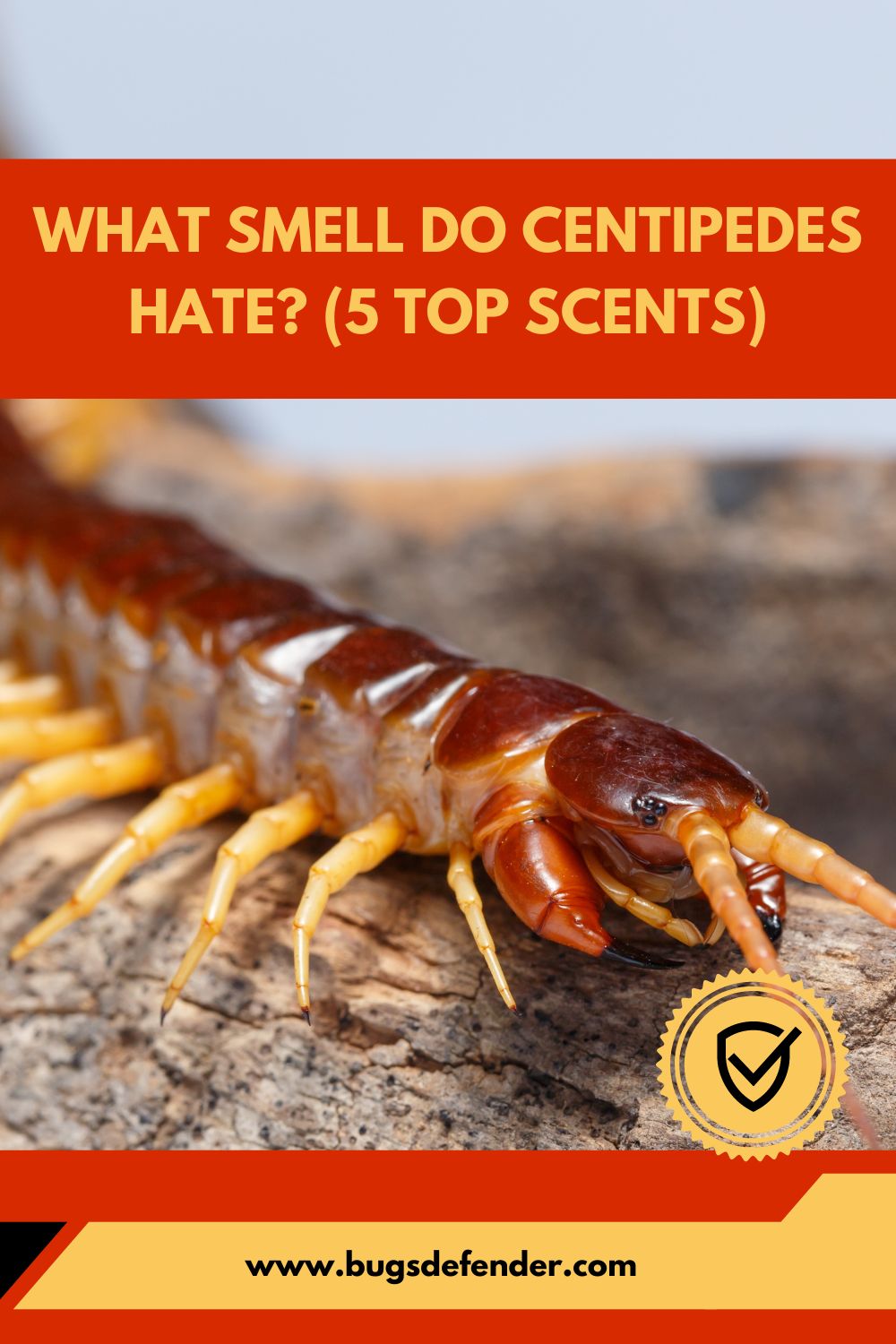 What Smell Do Centipedes Hate pin1