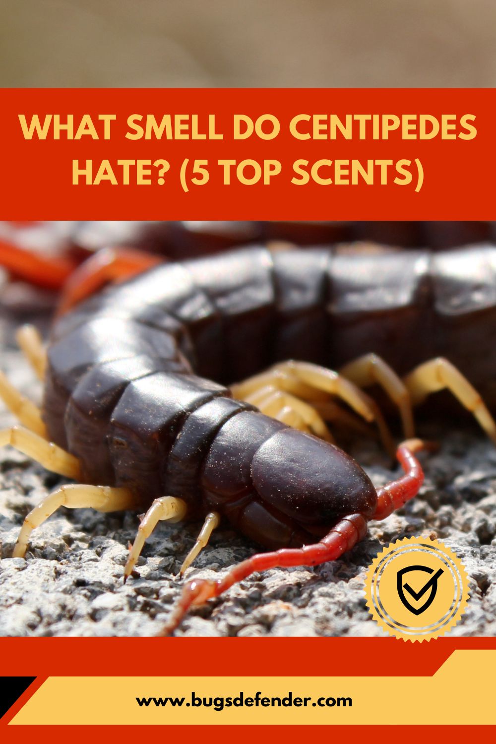 What Smell Do Centipedes Hate pin2