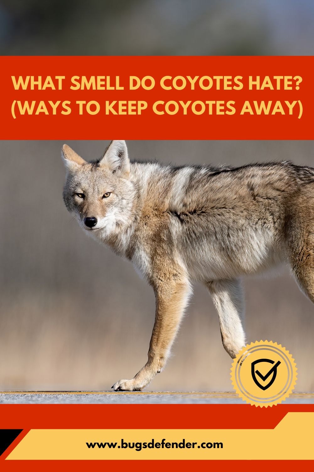What Smell Do Coyotes Hate (Ways To Keep Coyotes Away) pin1
