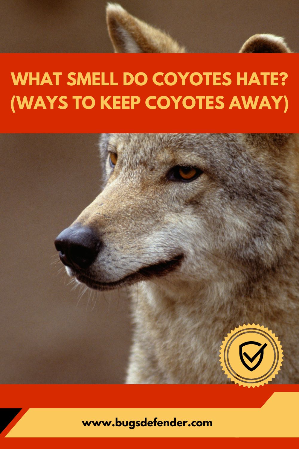 What Smell Do Coyotes Hate (Ways To Keep Coyotes Away) pin2