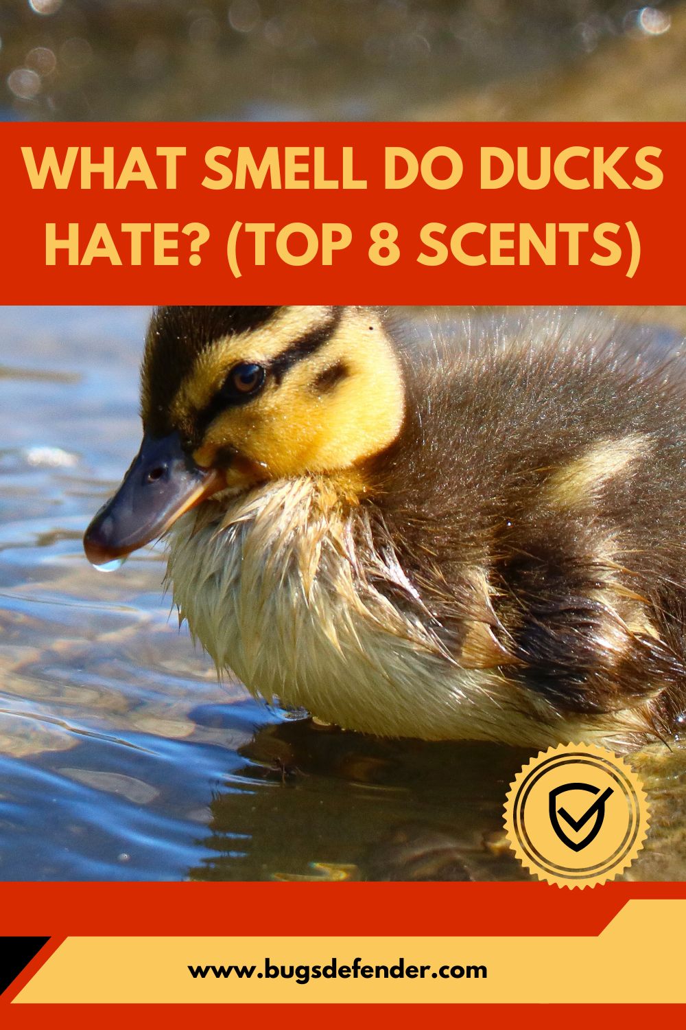 What Smell Do Ducks Hate? (Top 8 Scents) pin1