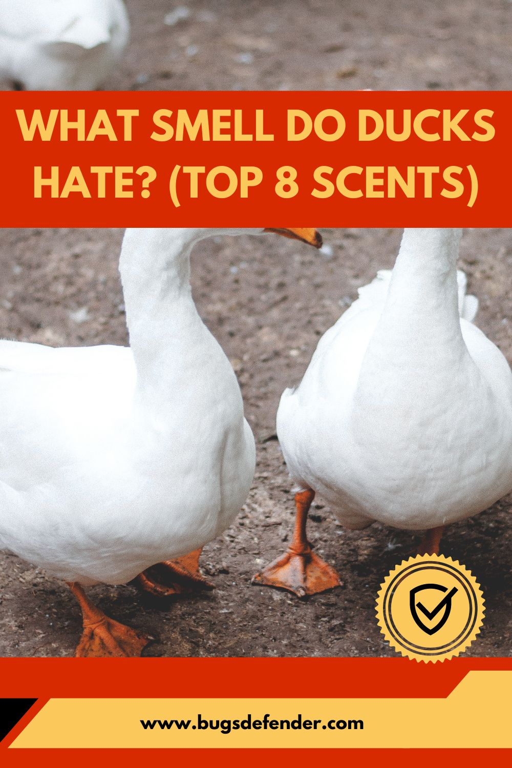 What Smell Do Ducks Hate? (Top 8 Scents) pin2