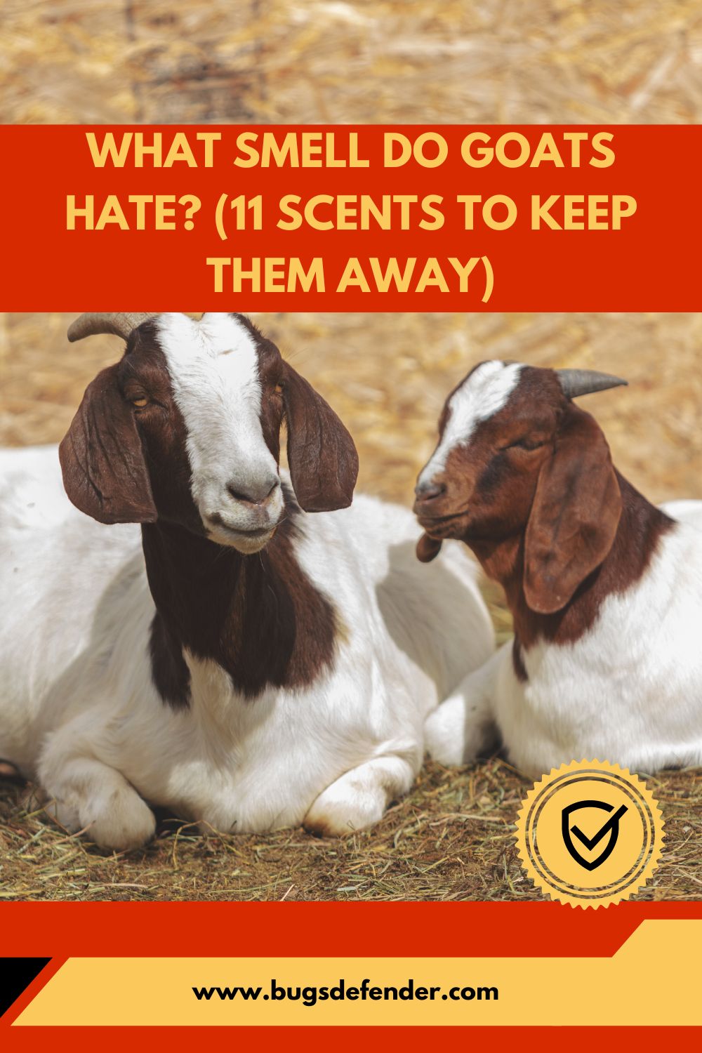 What Smell Do Goats Hate? (11 Scents To Keep Them Away) pin1