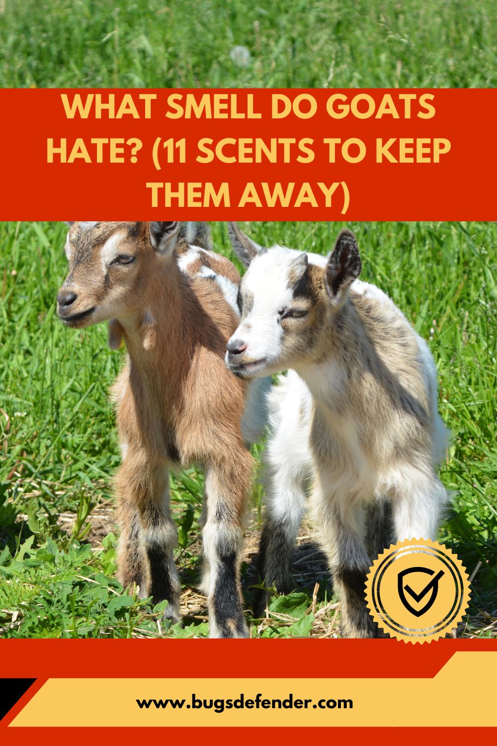 What Smell Do Goats Hate? (11 Scents To Keep Them Away) pin2