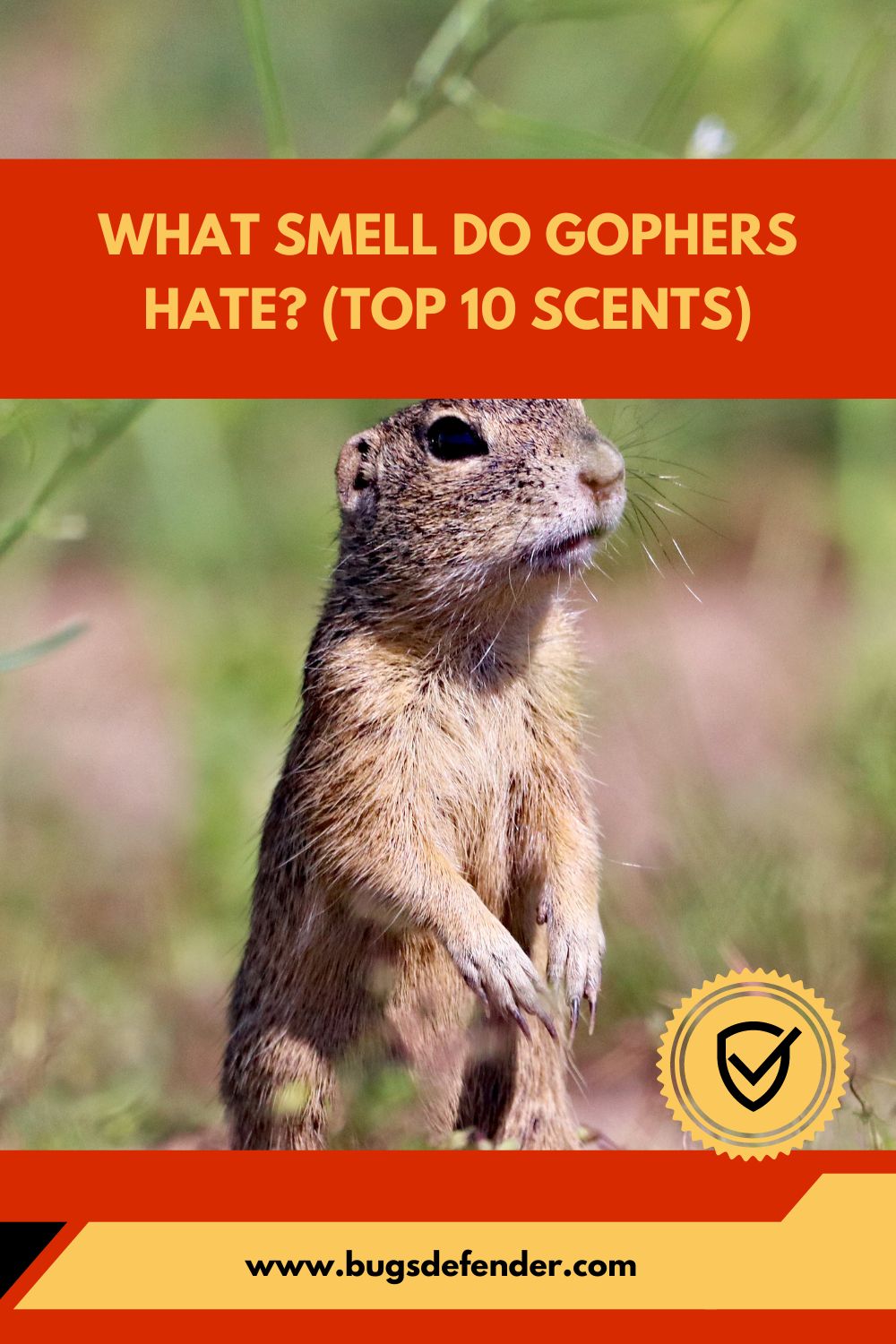 What Smell Do Gophers Hate pin1