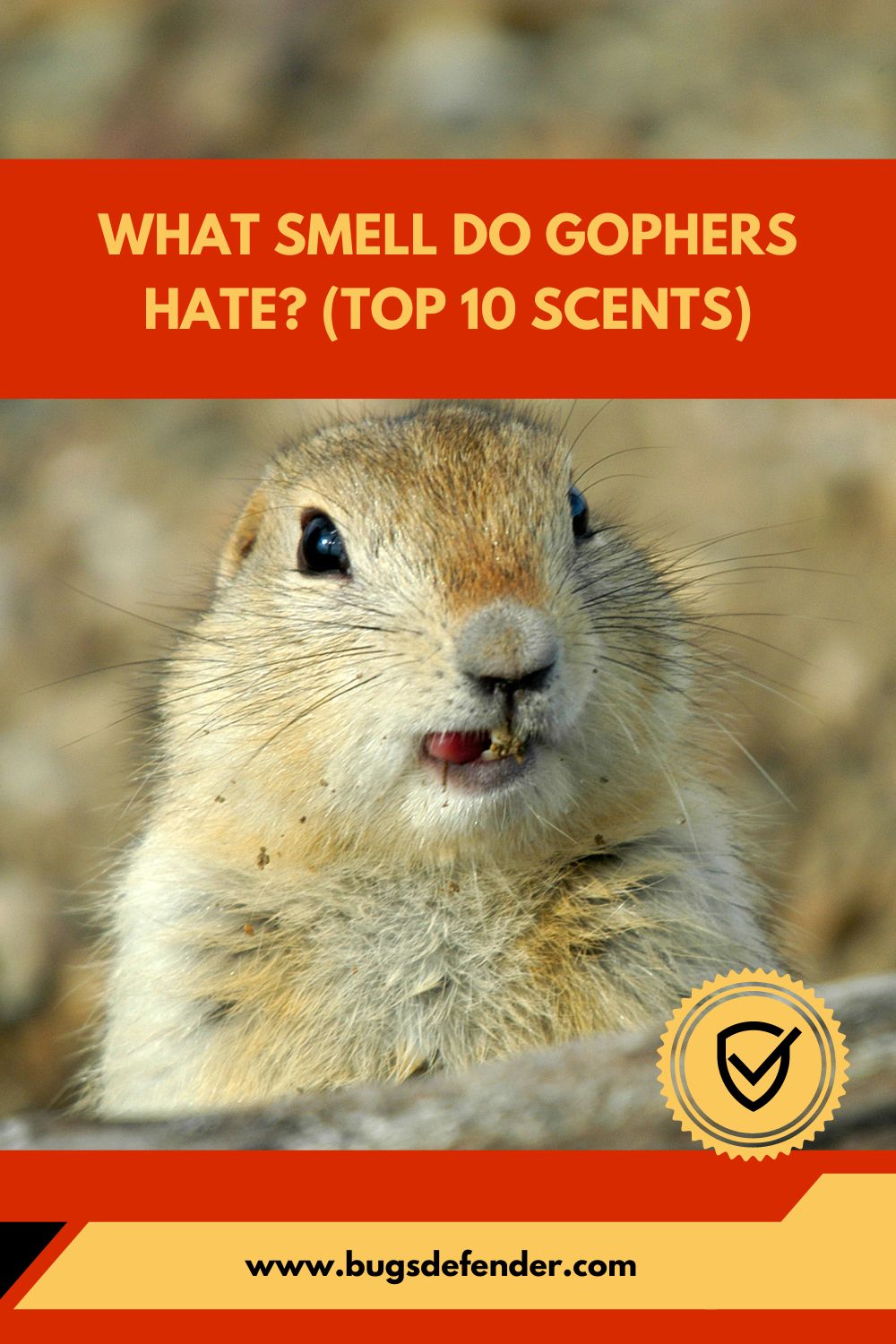 What Smell Do Gophers Hate pin2