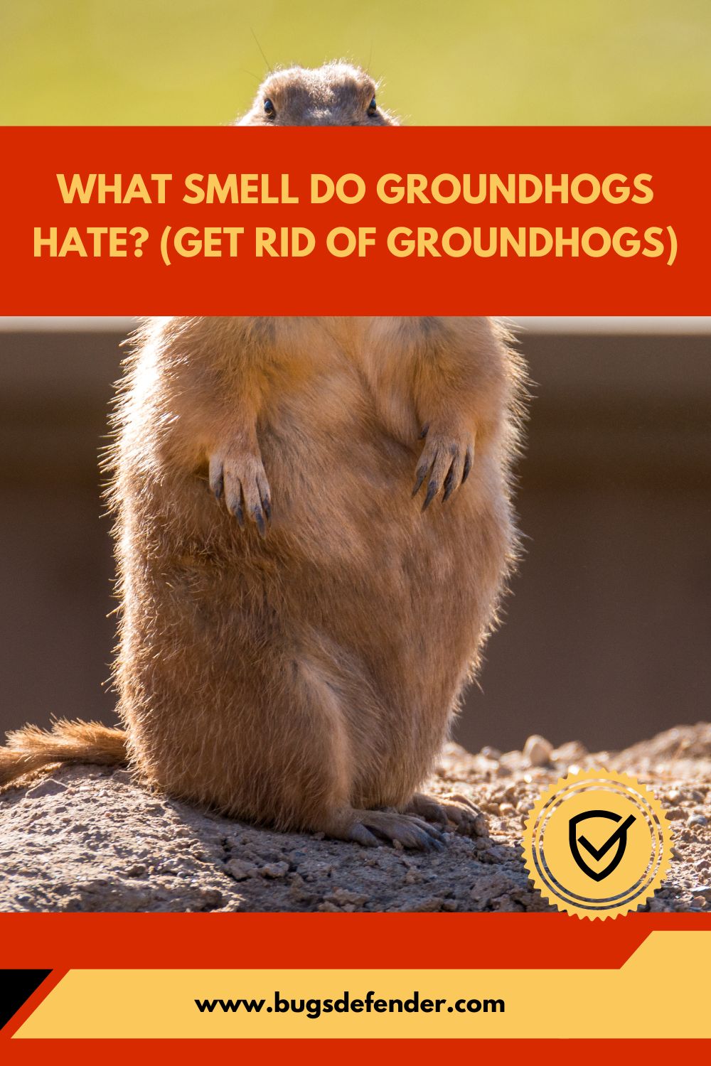 What Smell Do Groundhogs Hate (Get Rid Of Groundhogs) pin1