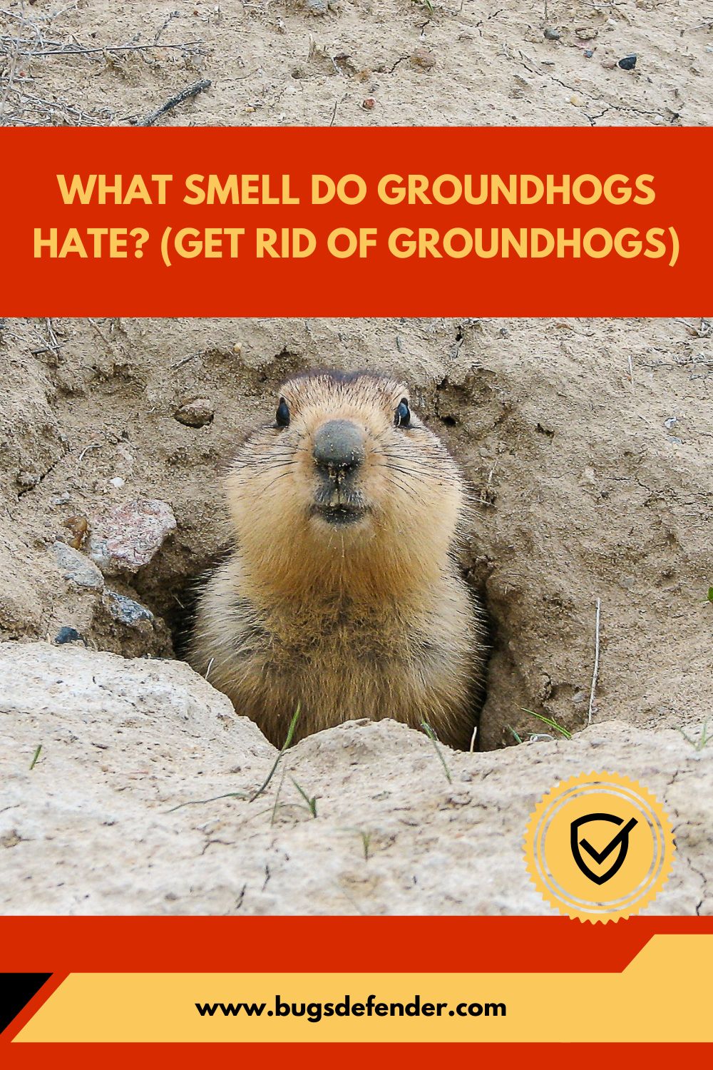 What Smell Do Groundhogs Hate (Get Rid Of Groundhogs) pin2