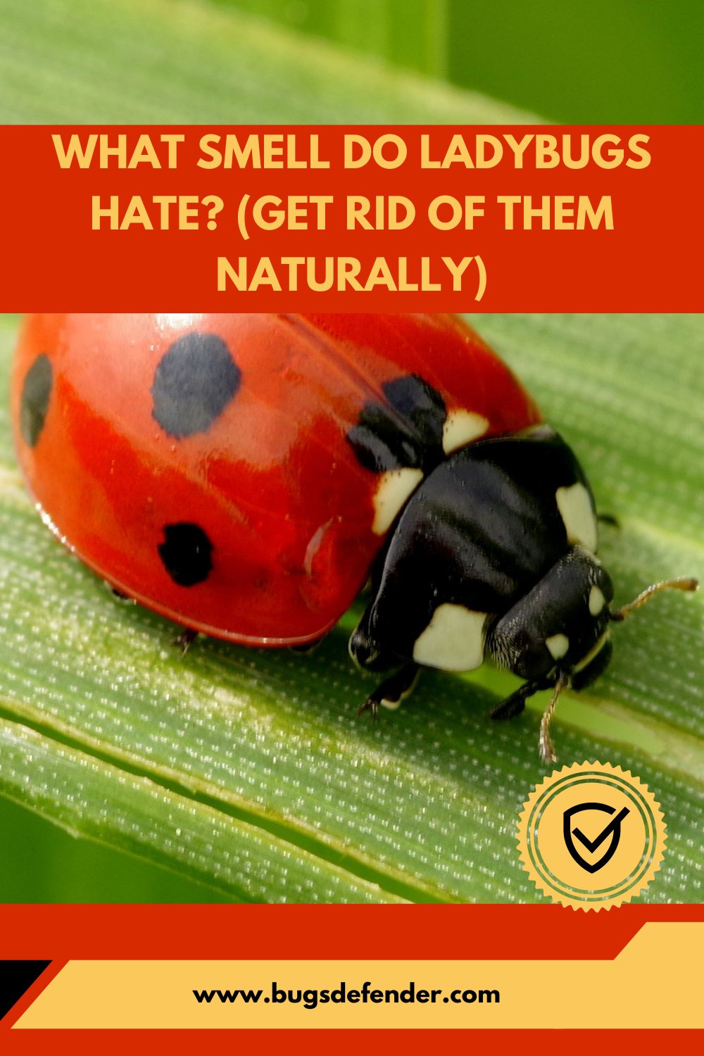 What Smell Do Ladybugs Hate? (Get Rid Of Them Naturally) pin1