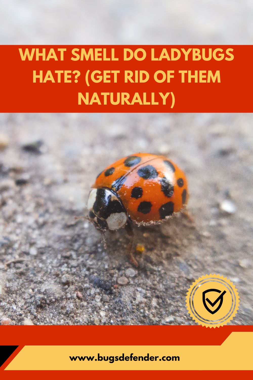 What Smell Do Ladybugs Hate? (Get Rid Of Them Naturally) pin2