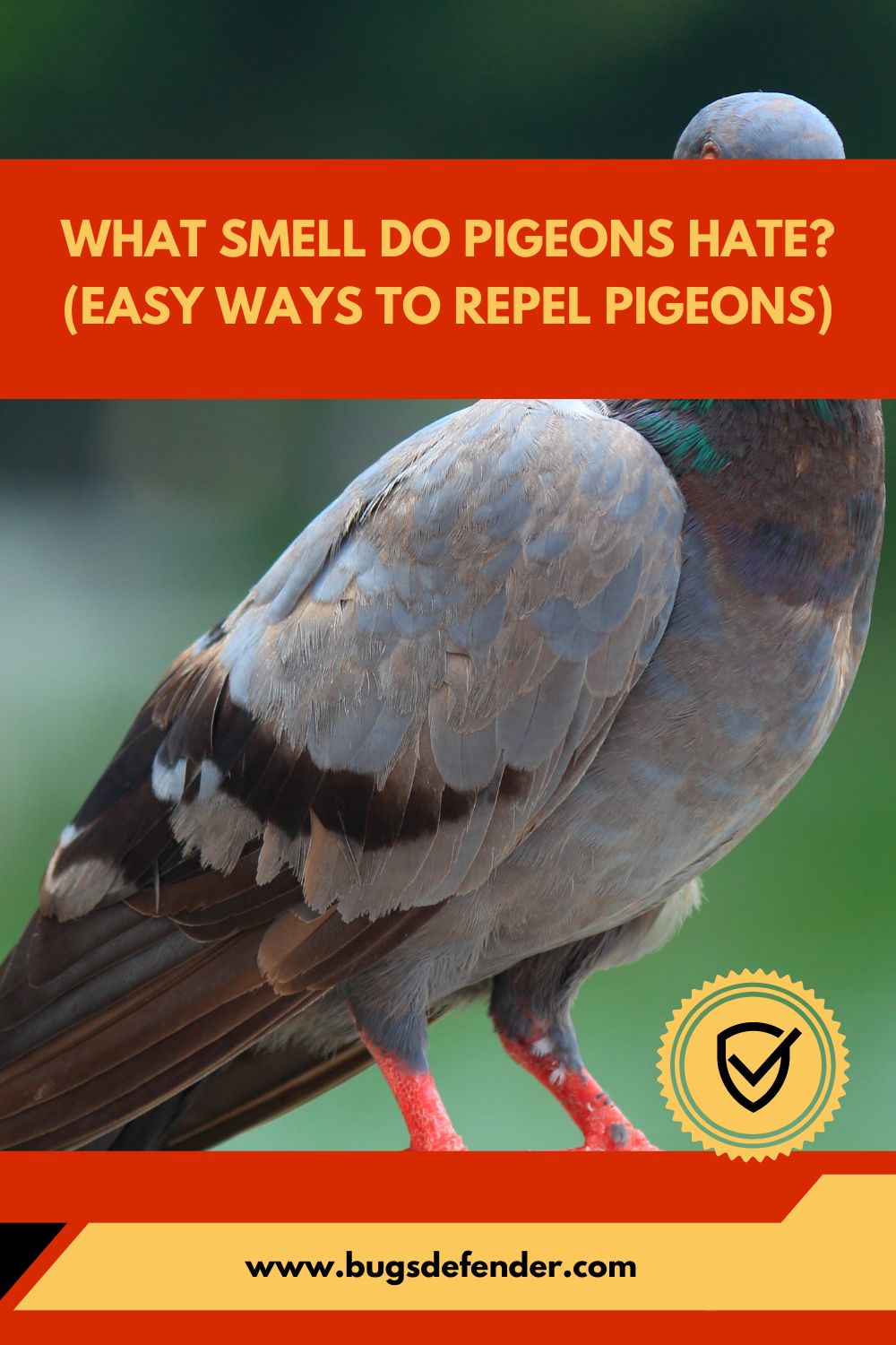 What Smell Do Pigeons Hate (Easy Ways To Repel Pigeons) pin1