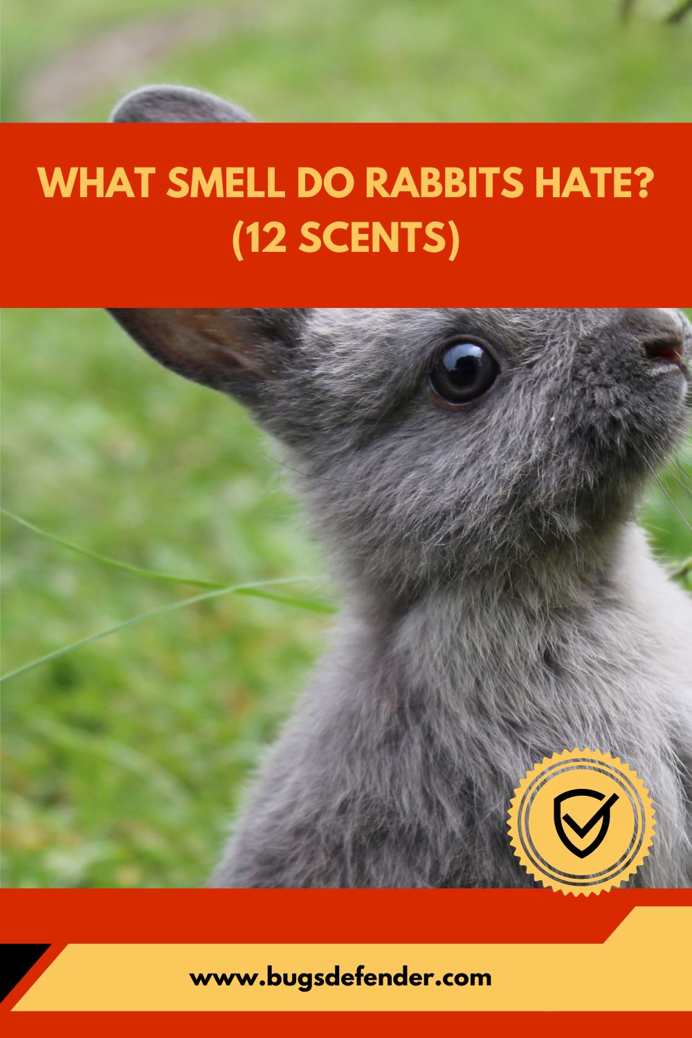 What Smell Do Rabbits Hate (12 Scents) pin1