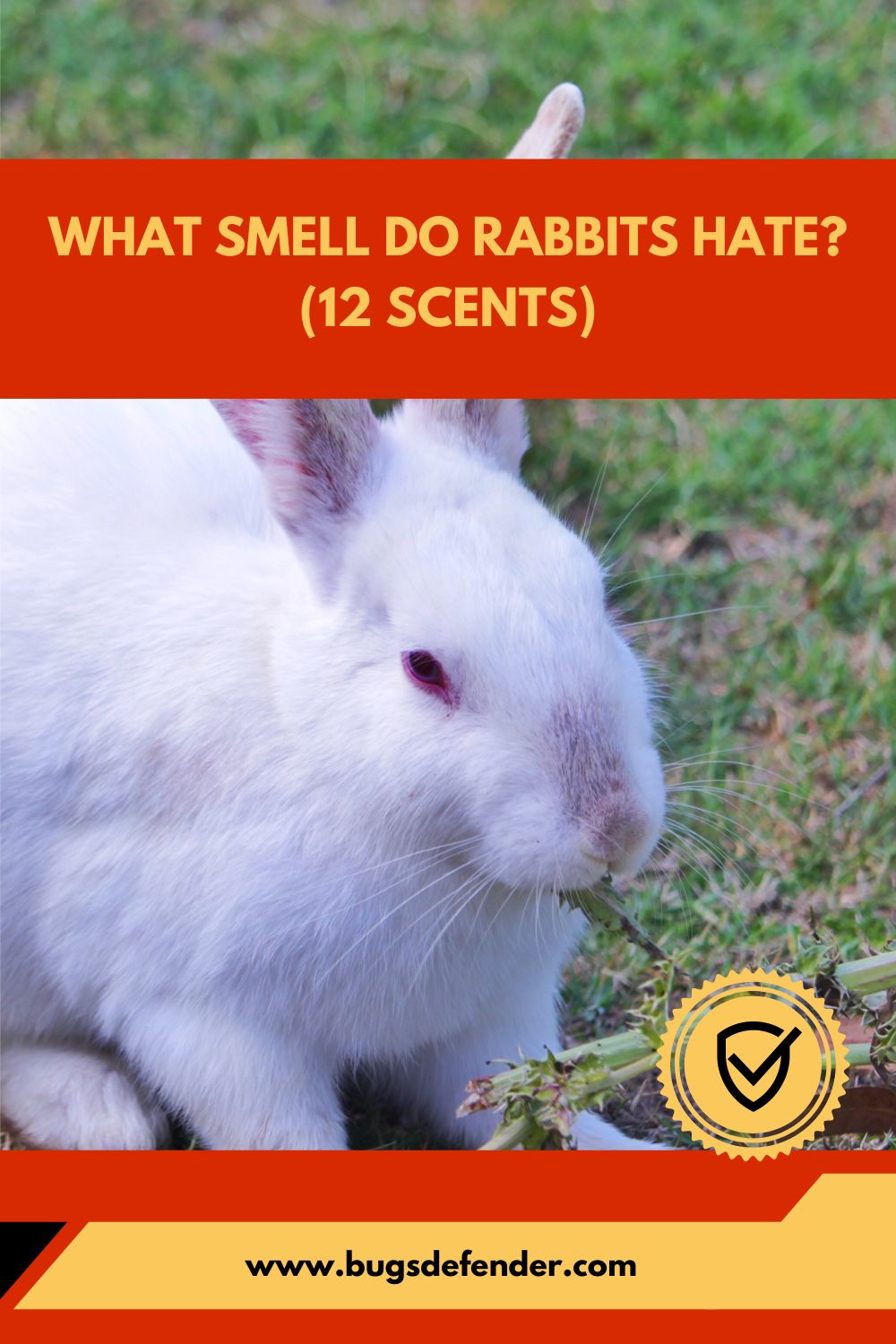 What Smell Do Rabbits Hate (12 Scents) pin2