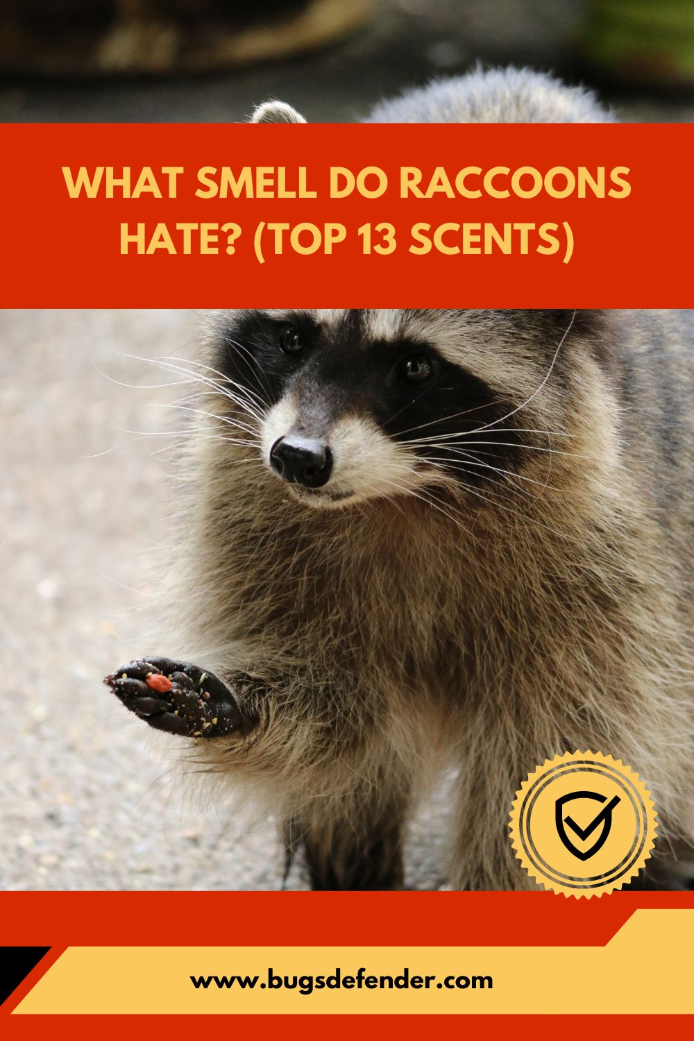 What Smell Do Raccoons Hate (Top 13 Scents) pin1