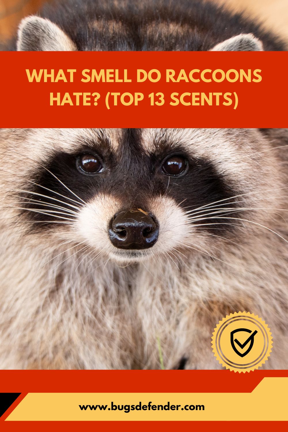 What Smell Do Raccoons Hate (Top 13 Scents) pin2