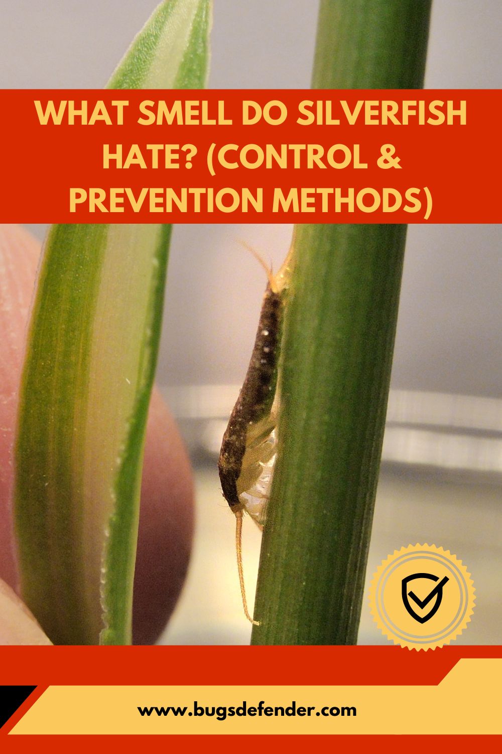 What Smell Do Silverfish Hate? (Control & Prevention Methods) pin1