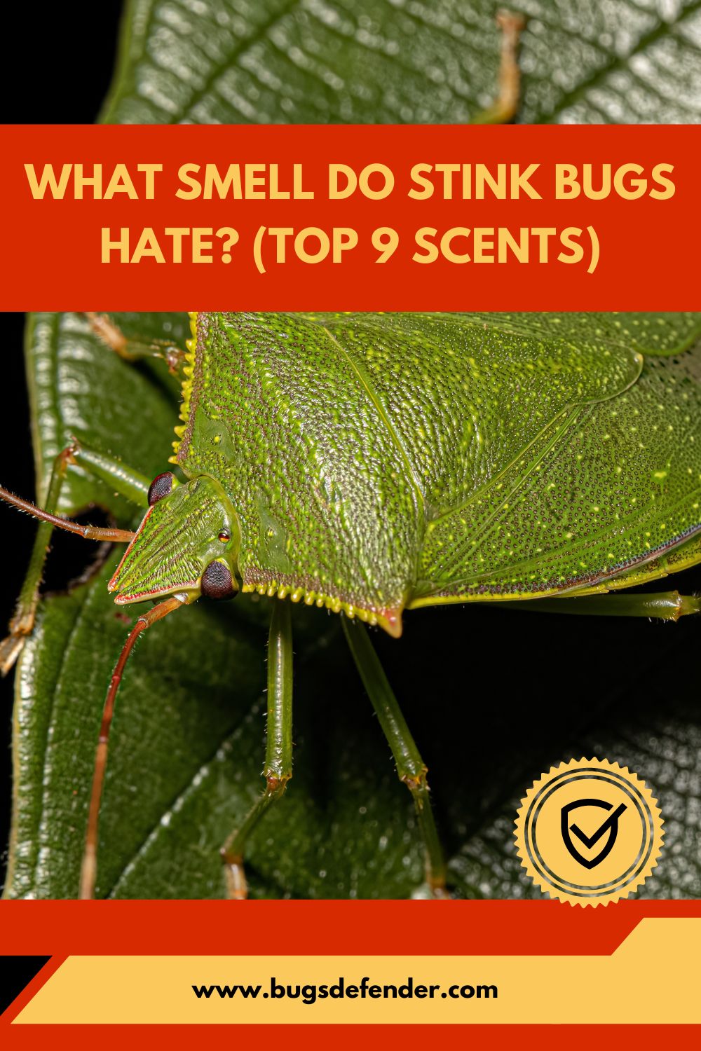What Smell Do Stink Bugs Hate pin1