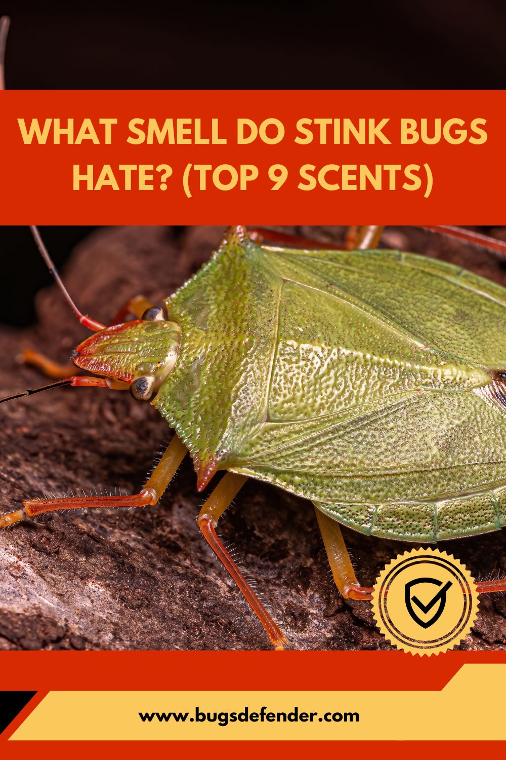 What Smell Do Stink Bugs Hate pin2