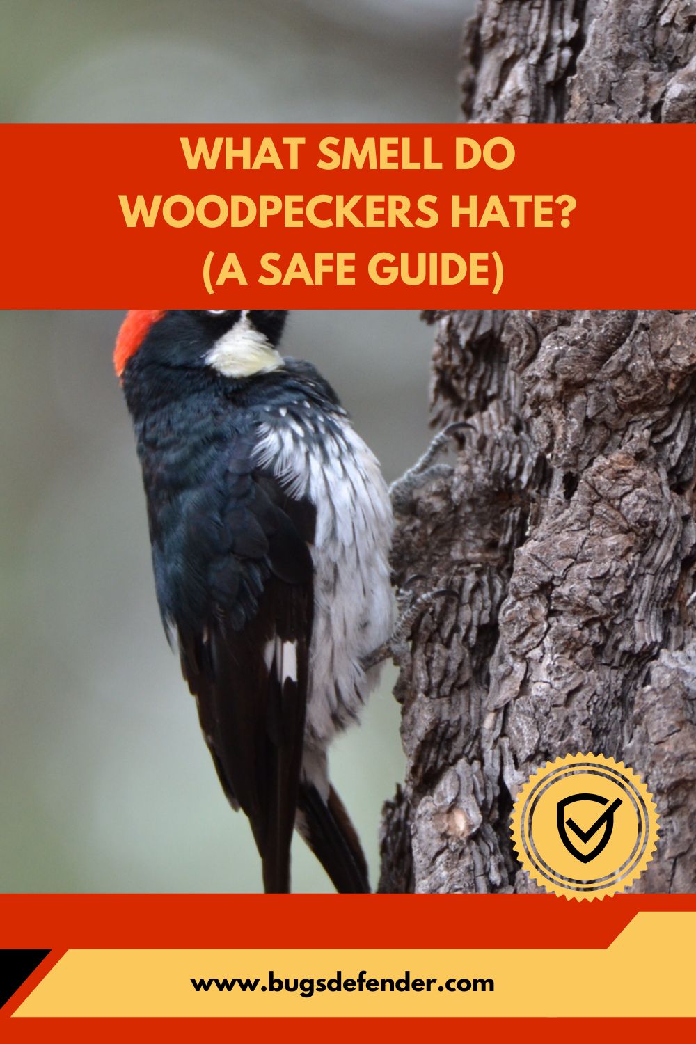 What Smell Do Woodpeckers Hate pin1