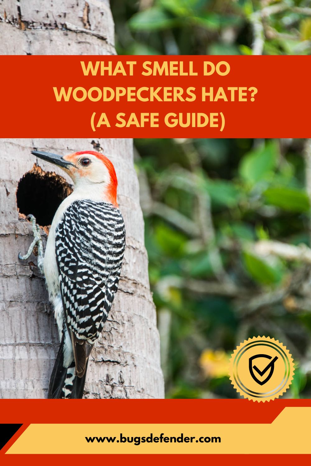 What Smell Do Woodpeckers Hate pin2