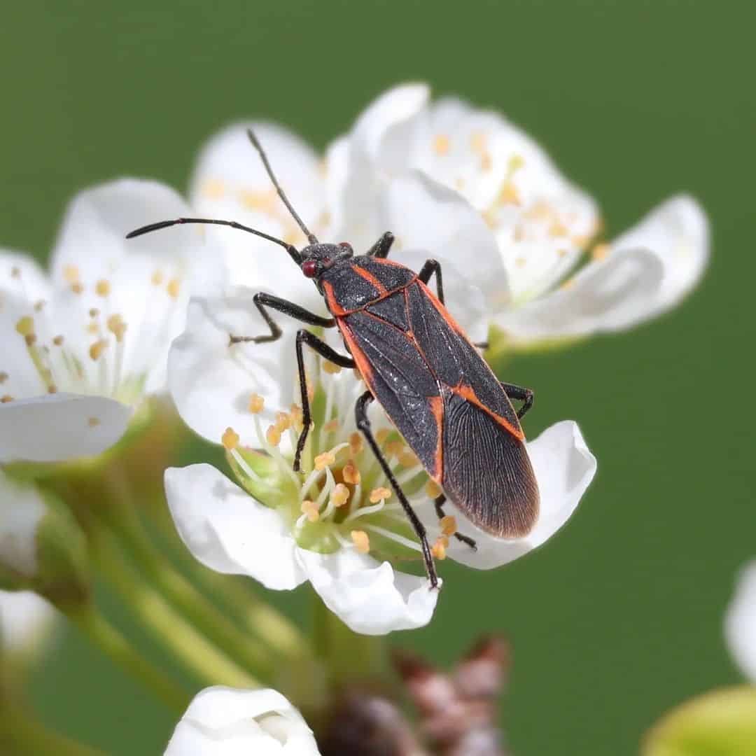 What Smells Do Boxelder Bugs Hate 1
