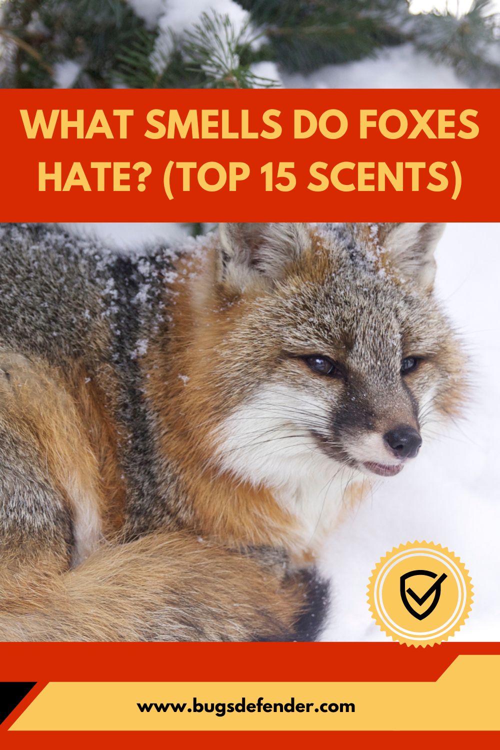 What Smells Do Foxes Hate? (Top 15 Scents) Pin1