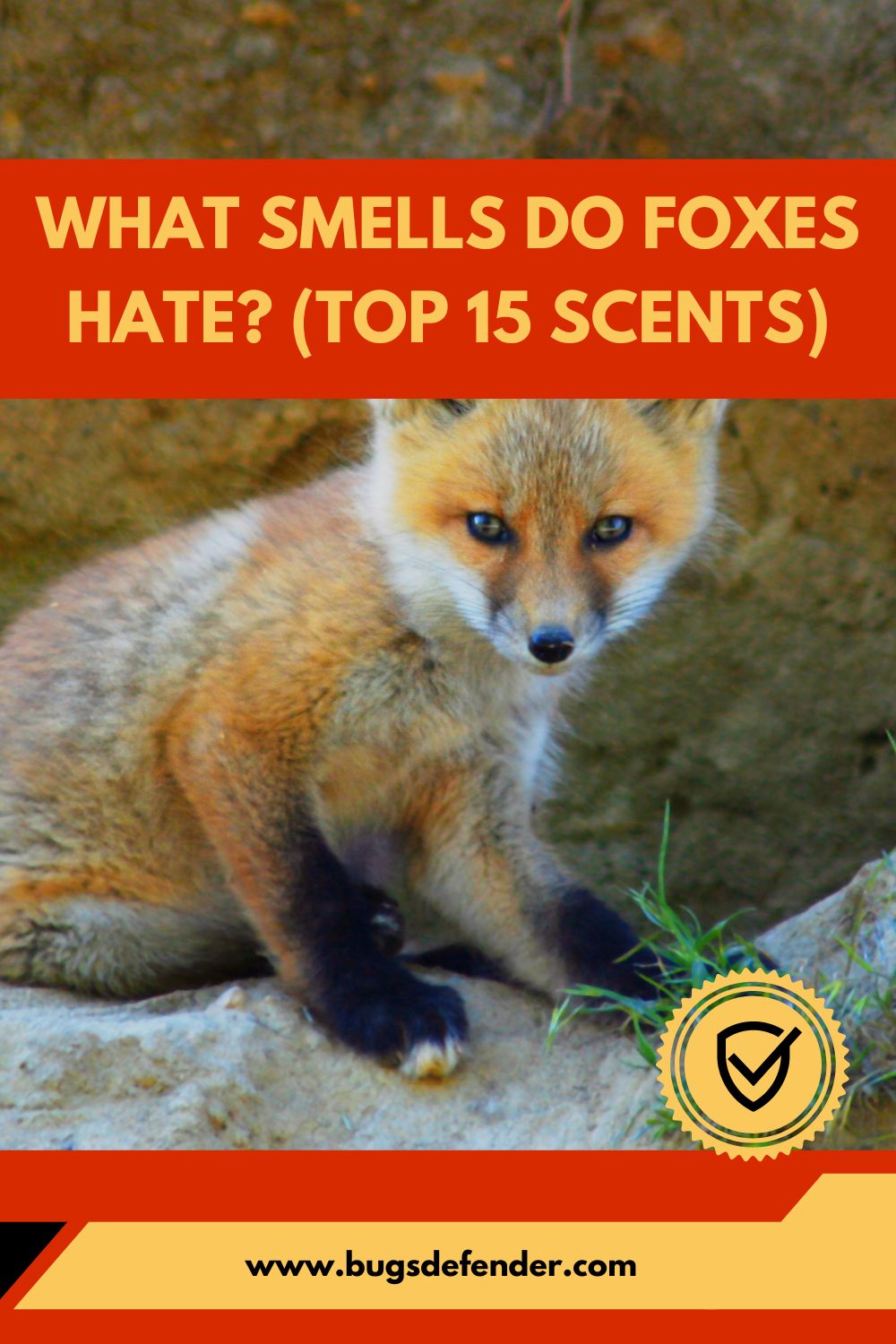 What Smells Do Foxes Hate? (Top 15 Scents) pin2