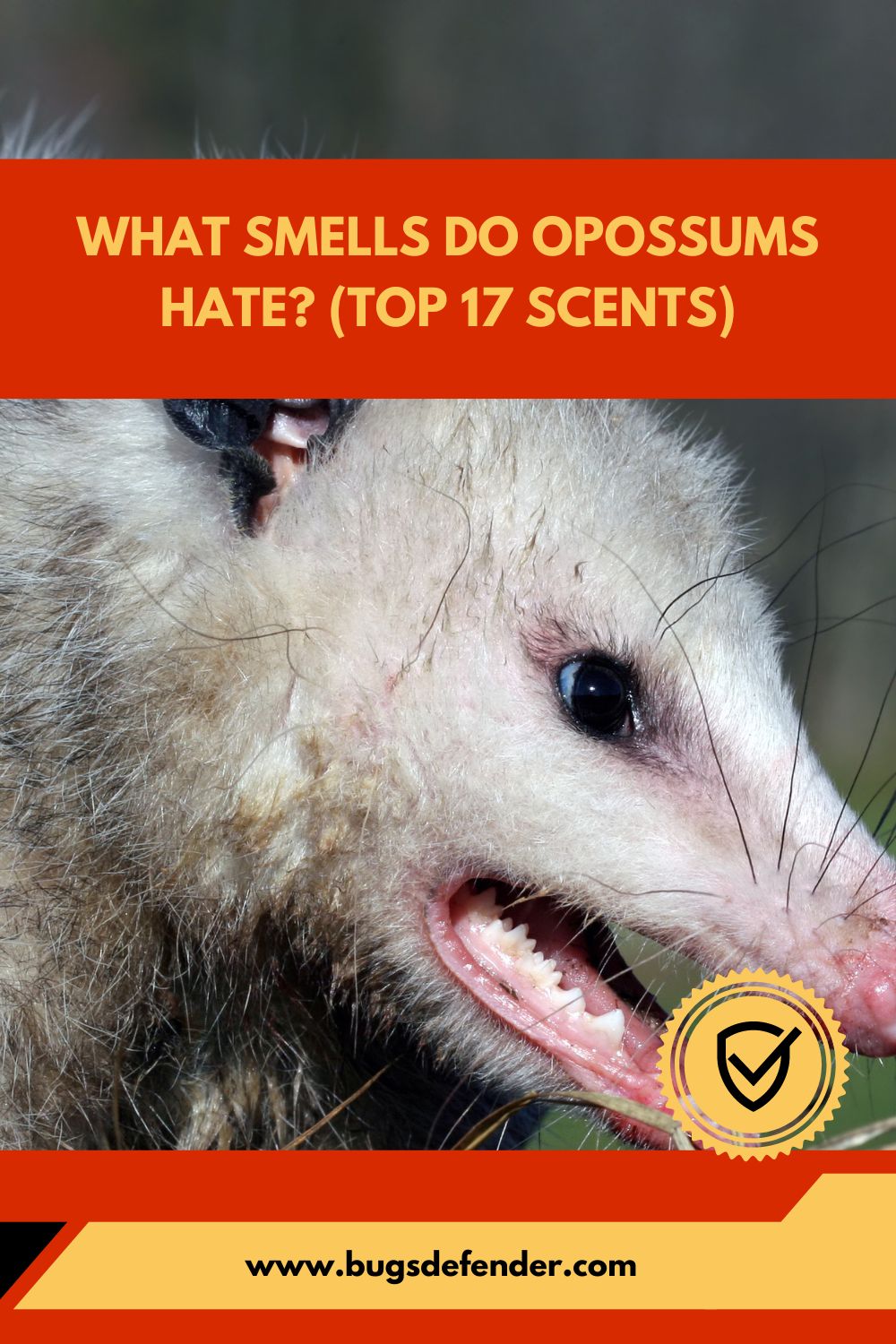What Smells Do Opossums Hate (Top 17 Scents)pin1