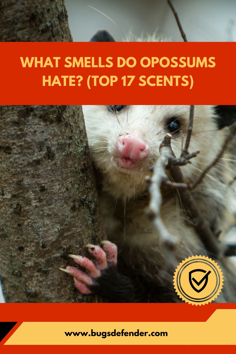 What Smells Do Opossums Hate (Top 17 Scents)pin2