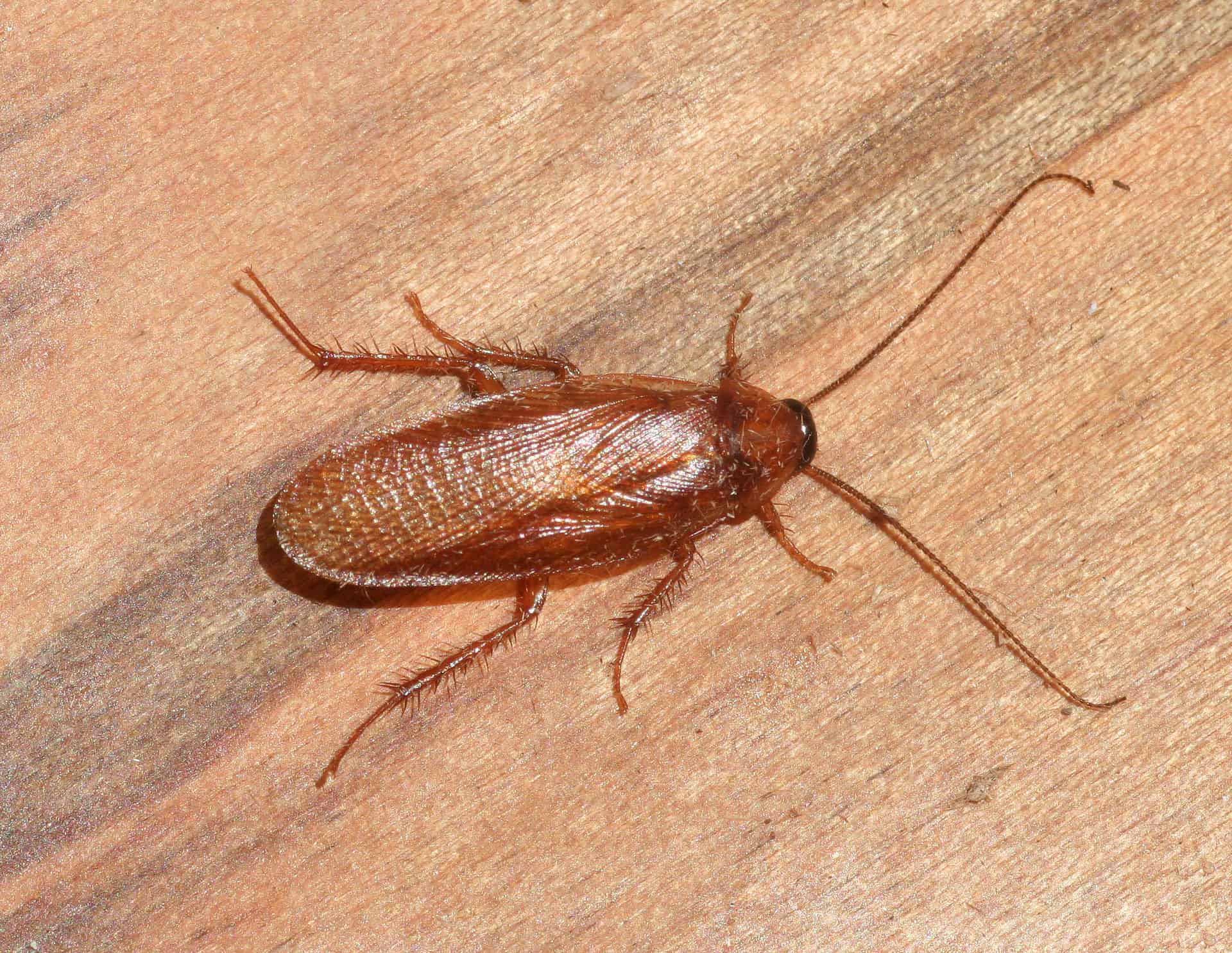 What is a Wood Roach 1