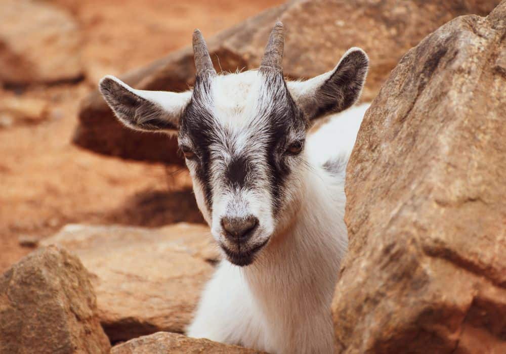 What should you know about preventing goats from entering your home?1