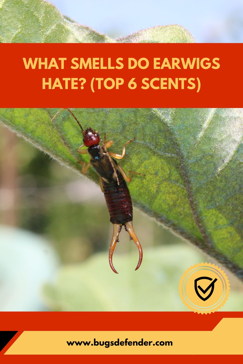 What smells do earwigs hate pin1
