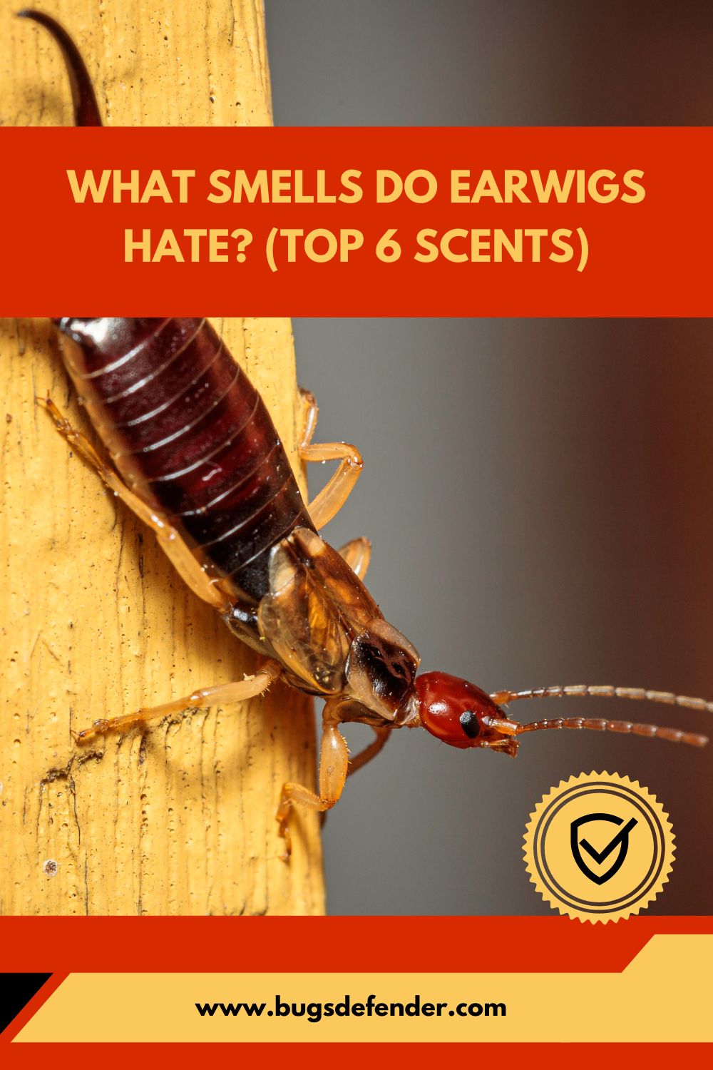 What smells do earwigs hate pin2