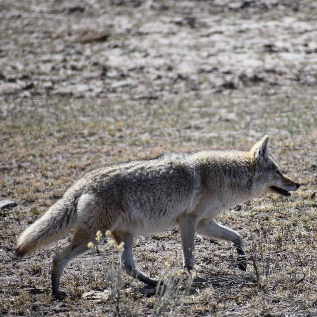 What-to-Do-During-a-Coyote-Encounter1