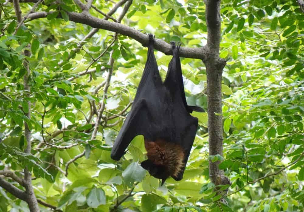 Where Can You Find Bats During the Day?1