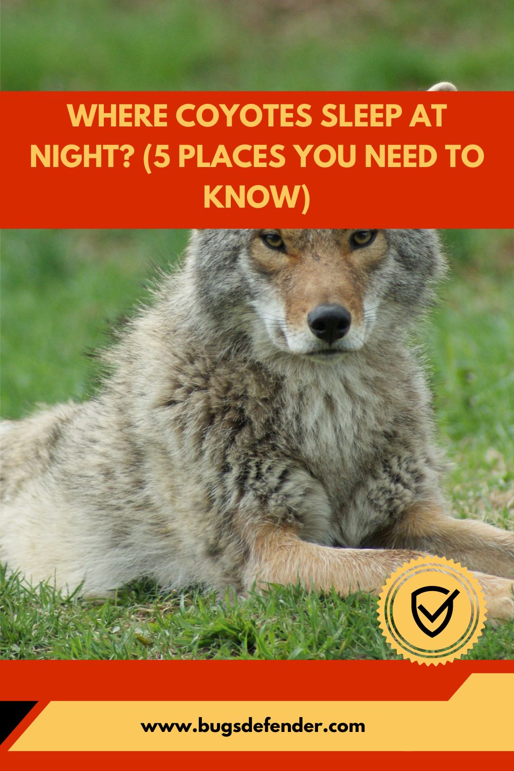 Where Coyotes Sleep At Night (5 Places You Need To Know) pin1