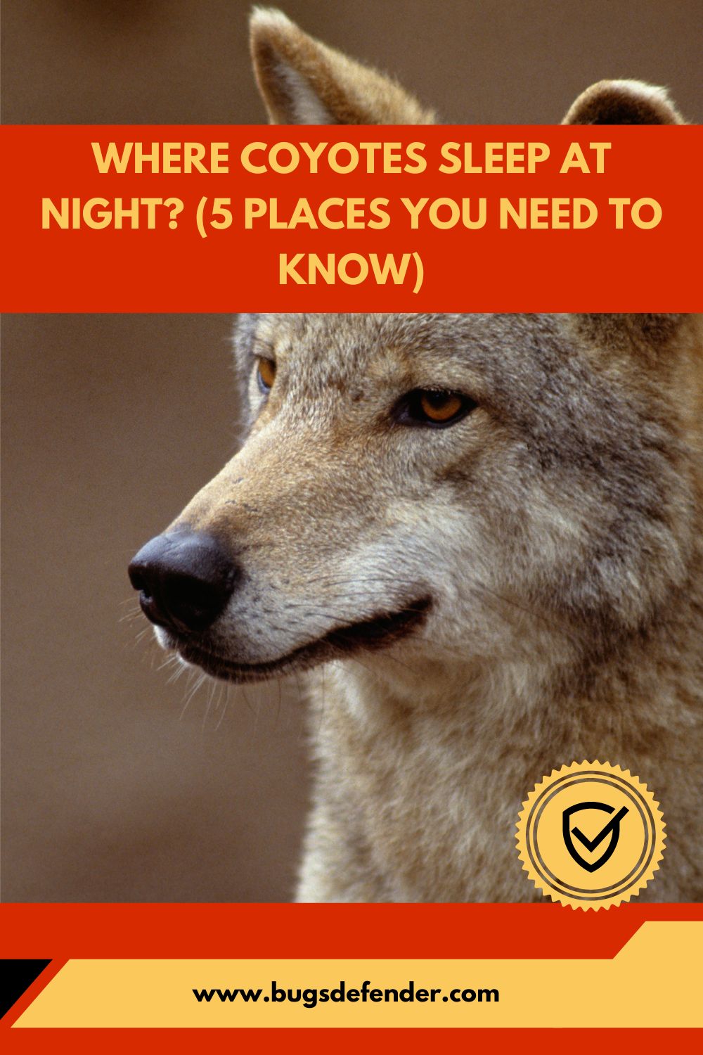 Where Coyotes Sleep At Night (5 Places You Need To Know) pin2
