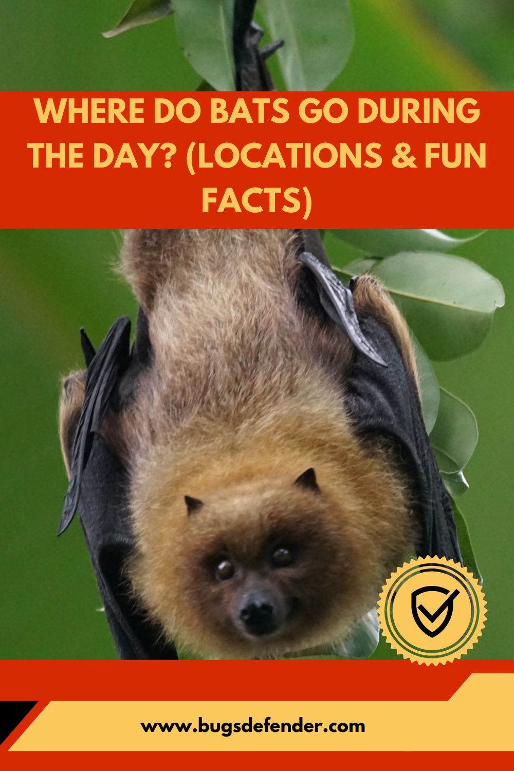 Where Do Bats Go During the Day? (Locations & Fun Facts) pin1