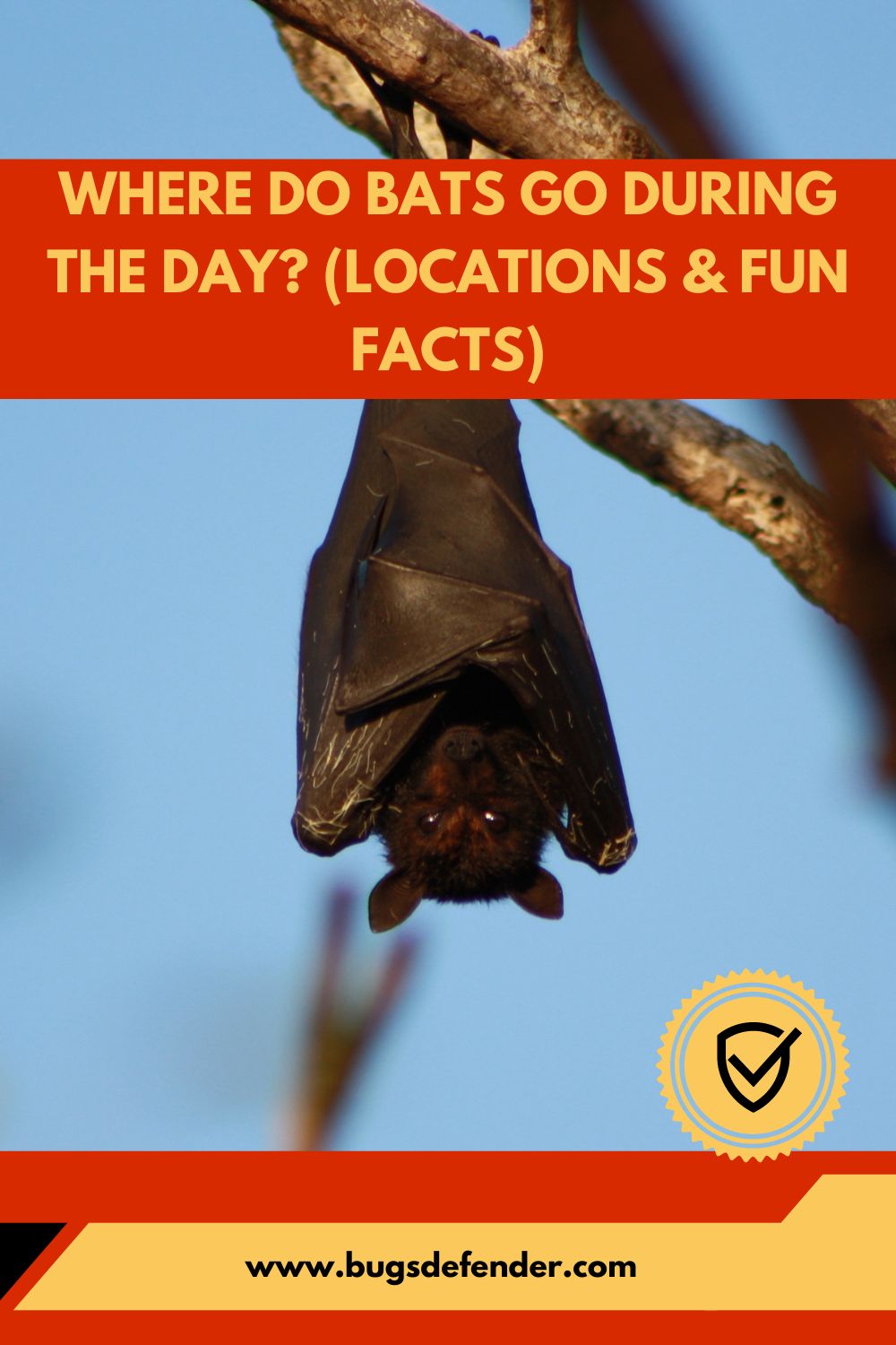 Where Do Bats Go During the Day? (Locations & Fun Facts) pin2