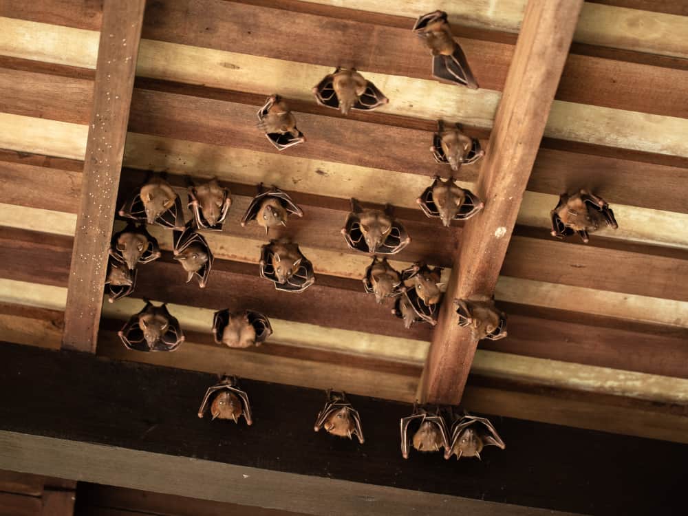 Where Do Bats Go During the Day