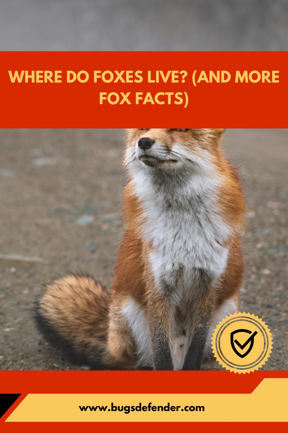 Where Do Foxes Live (And More Fox Facts) pin1