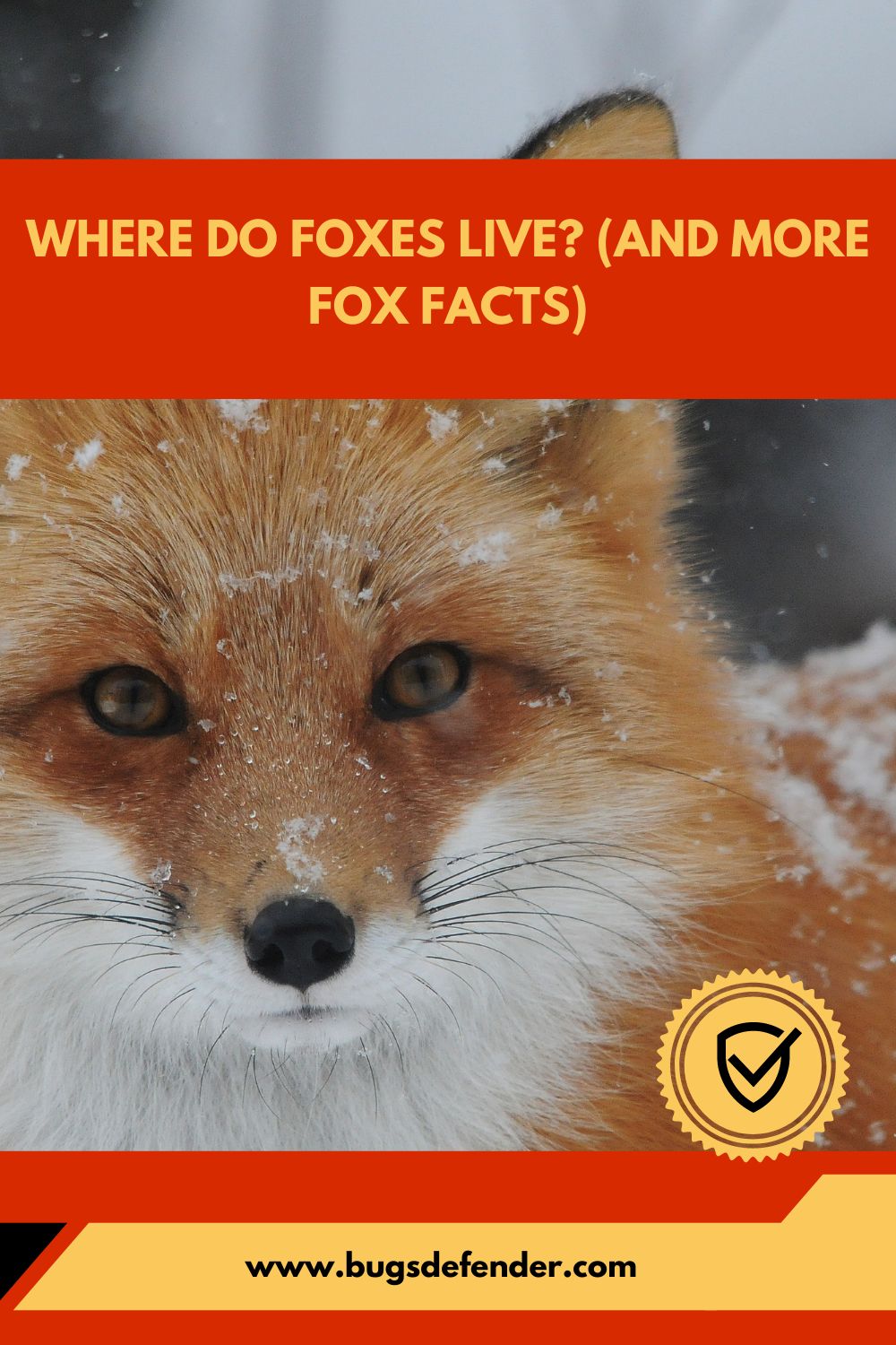 Where Do Foxes Live (And More Fox Facts) pin2