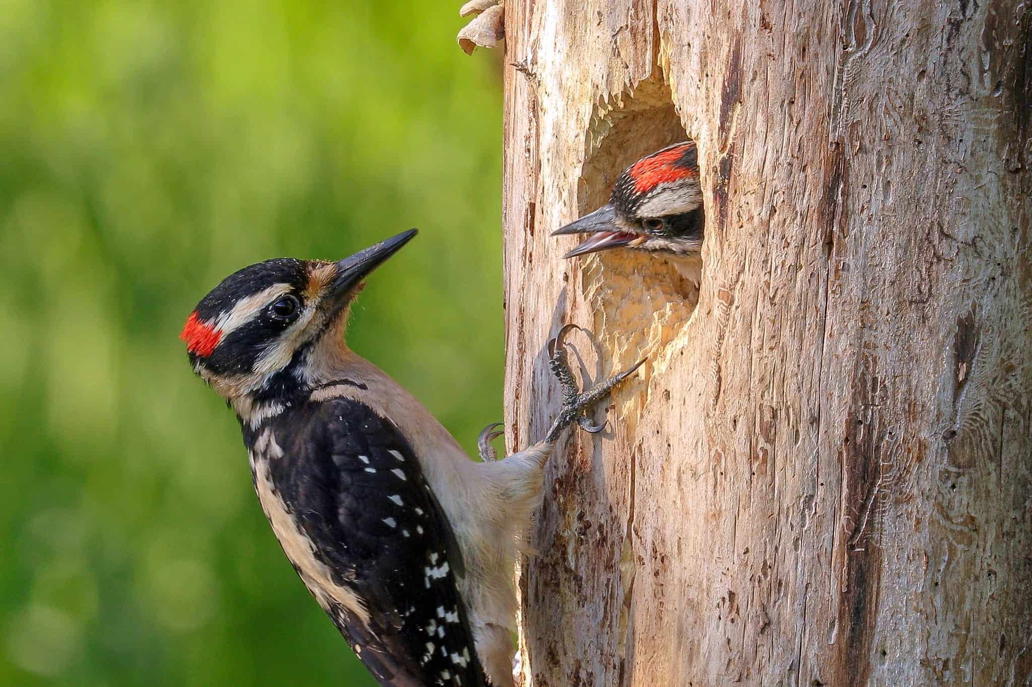 Which Animal Sounds Like a Woodpecker at Night 1
