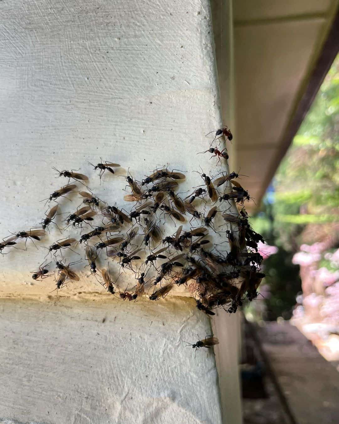 Which flying ants bite, when, and why1