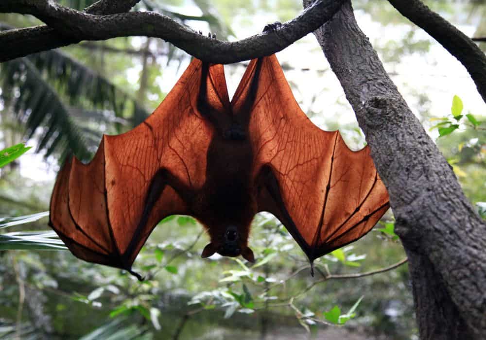 Why Do Bats Sleep Upside Down?1